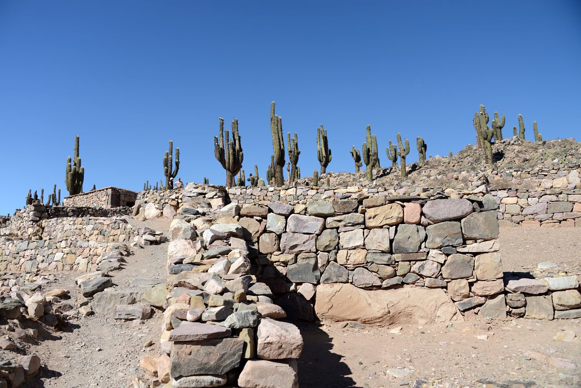 09 Giant Cactus At Pucara de Tilcara In Quebrada De Humahuaca